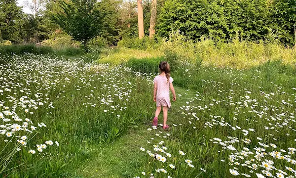 Bloemenweide - Prairie fleurie